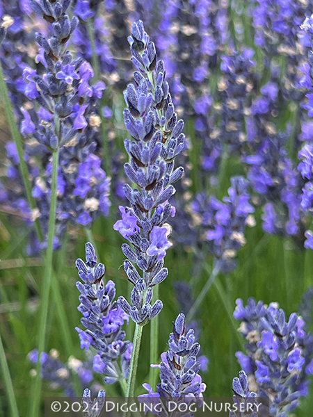 Lavandula x intermedia &lsquo;Grosso&rsquo;