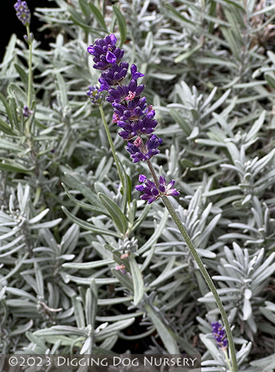 Lavandula angustifolia &lsquo;Super Blue&rsquo;