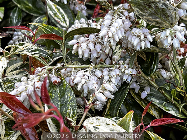 Leucothoe fontanesii ‘Rainbow Improved’