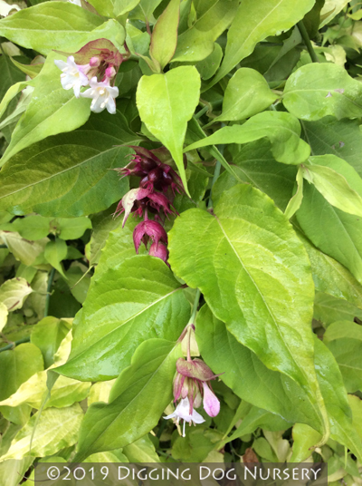 Leycesteria formosa ‘Golden Lanterns’