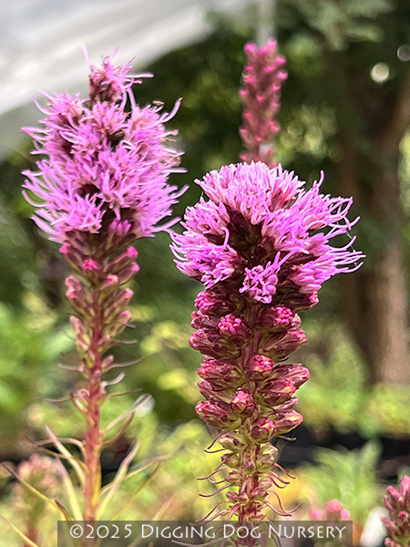 Liatris spicata Kobold