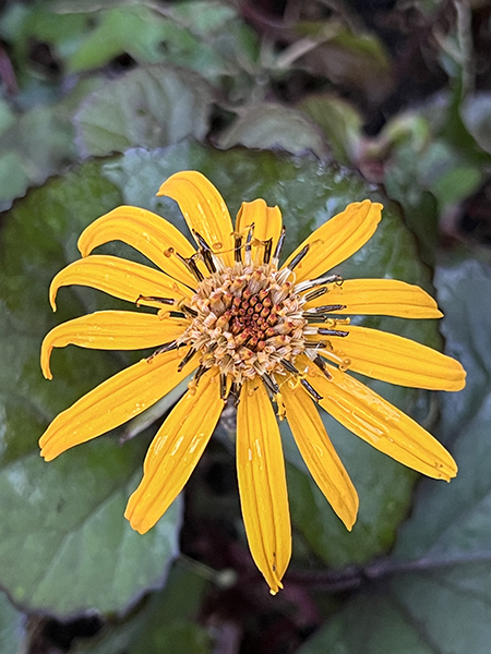 Ligularia dentata &lsquo;Franz Feldweber&rsquo;