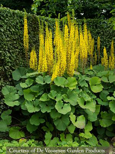 Ligularia stenocephala ‘The Rocket’