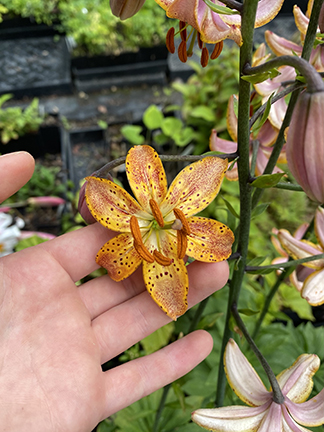 Lilium martagon &lsquo;Guinea Gold&rsquo;