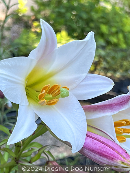 Lilium regale
