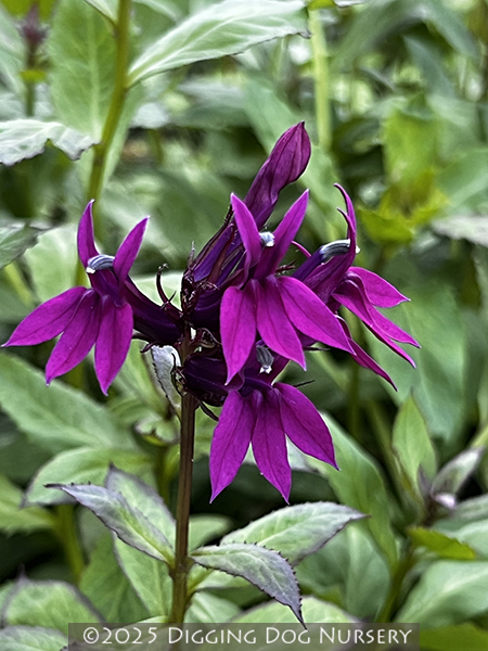 Lobelia &lsquo;La Fresco&rsquo;