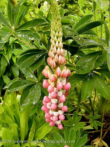Lupinus &lsquo;The Chatelaine&rsquo;