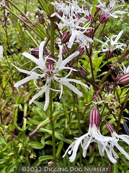 Lychnis flo-cuculi &lsquo;White Robin&rsquo;