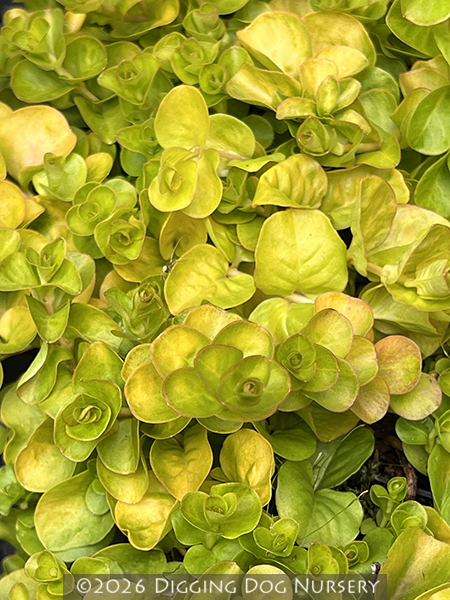 Lysimachia nummularia ‘Aurea’
