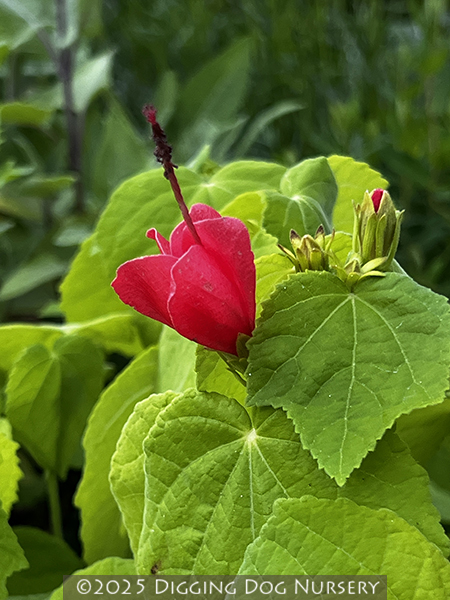 Malvaviscus arboreus