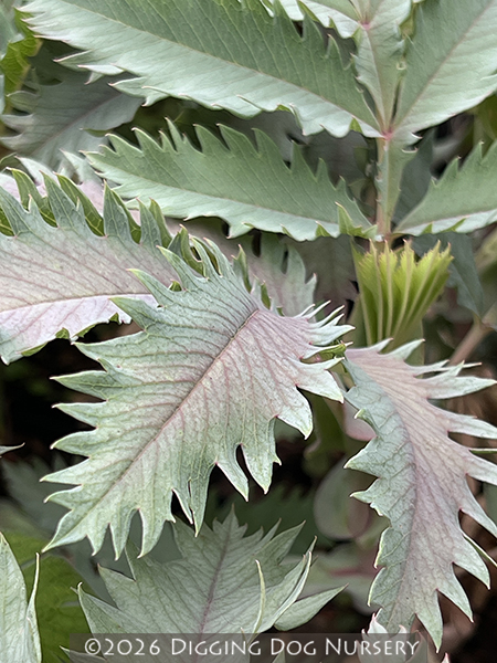 Melianthus major Antonow�s Blue