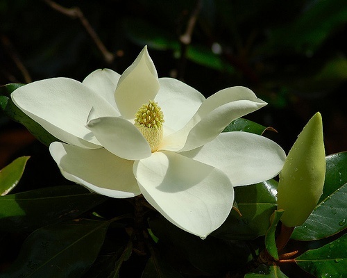 Michelia &lsquo;Inspiration&rsquo;