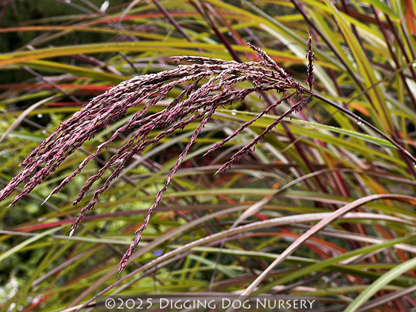 Miscanthus sinensis ‘Kaskade’