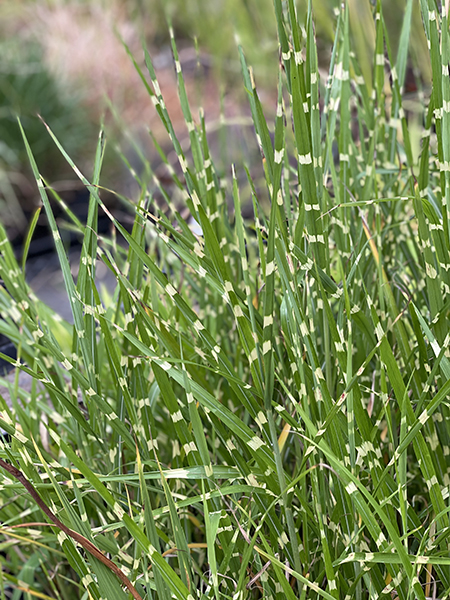 Miscanthus sinensis &lsquo;Strictus&rsquo;
