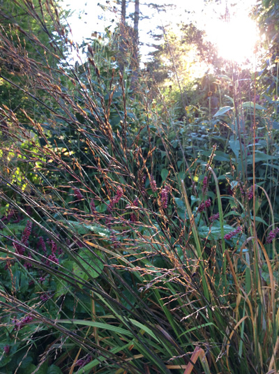 Molinia caerulea &lsquo;Bergfreund&rsquo;