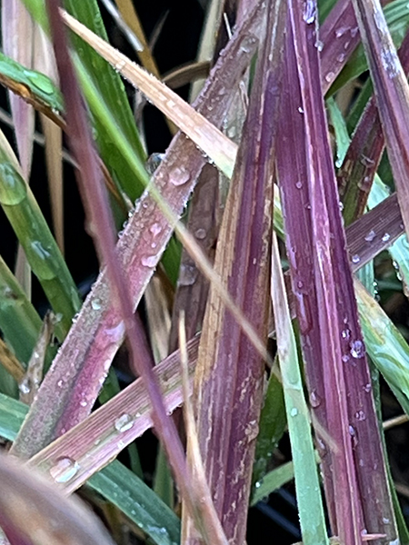 Molinia caerulea Purple Infusion