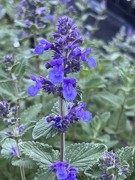 Nepeta &lsquo;Hill Grounds&rsquo;
