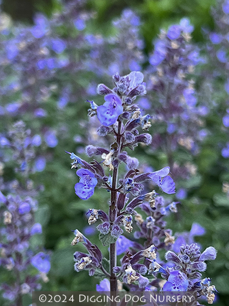 Nepeta faassenii ‘Purrsian Blue’