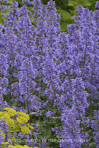 Nepeta grandiflorum &lsquo;Summer Magic&rsquo;