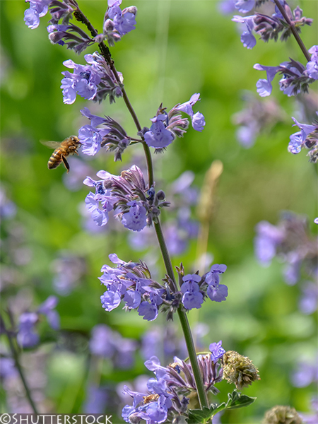 Nepeta racemosa ‘Walkers Low’