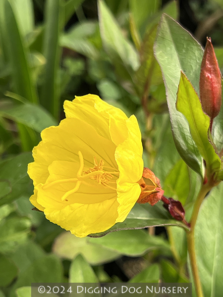 Oenothera fruticosa &lsquo;Fyrverkeri (Fireworks)&rsquo;