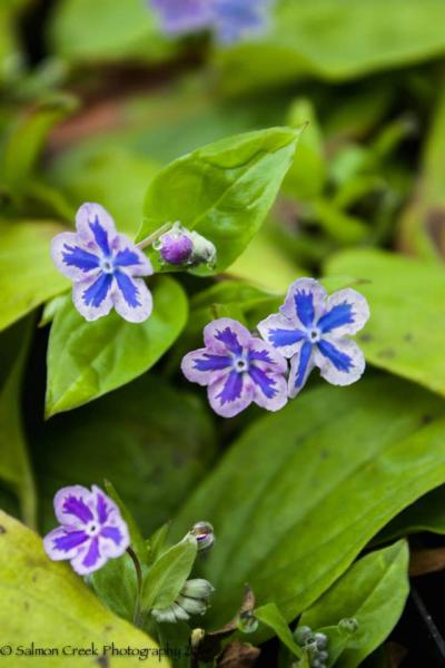 Omphalodes cappadocica &lsquo;Starry Eyes&rsquo;