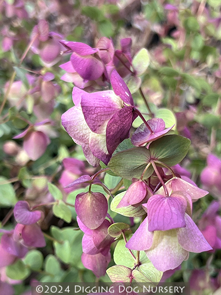 Origanum &lsquo;Kent Beauty&rsquo;