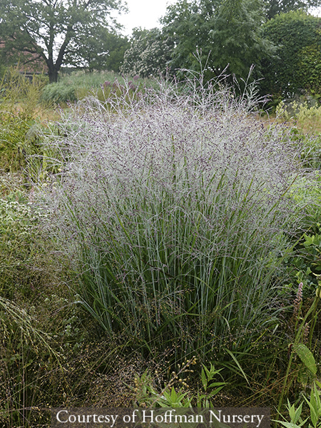 Panicum virgatum Purple Tears