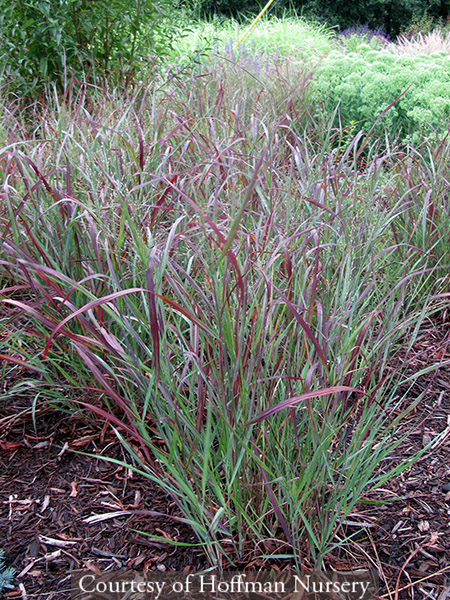 Panicum virgatum Ruby Ribbons