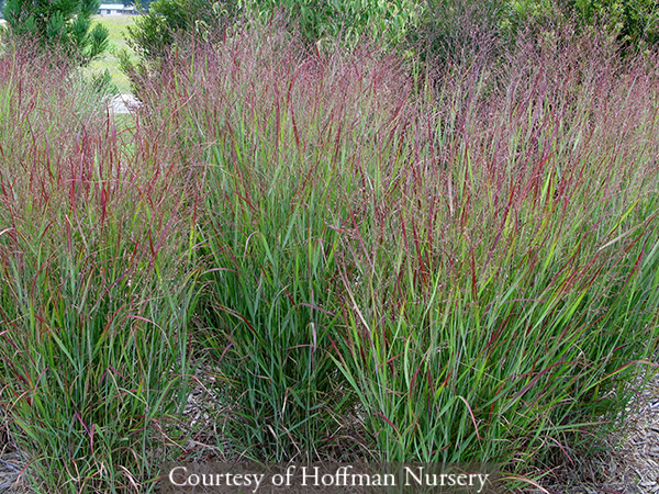 Panicum virgatum Shenandoah
