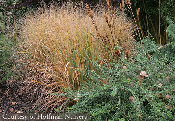 Panicum cirgatum &lsquo;Summer Sunrise&rsquo;