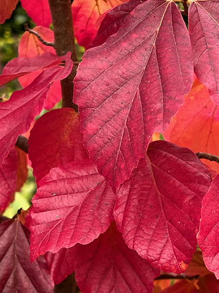Parrotia persica Vanessa