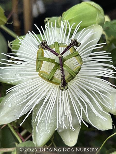 Passiflora &lsquo;Snow Queen&rsquo;