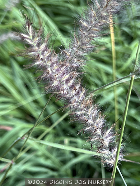 Pennisetum orientale Karley Rose