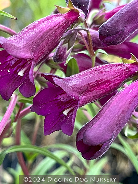 Penstemon &lsquo;Blackbird&rsquo;