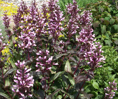 Penstemon &lsquo;Dark Towers&rsquo;