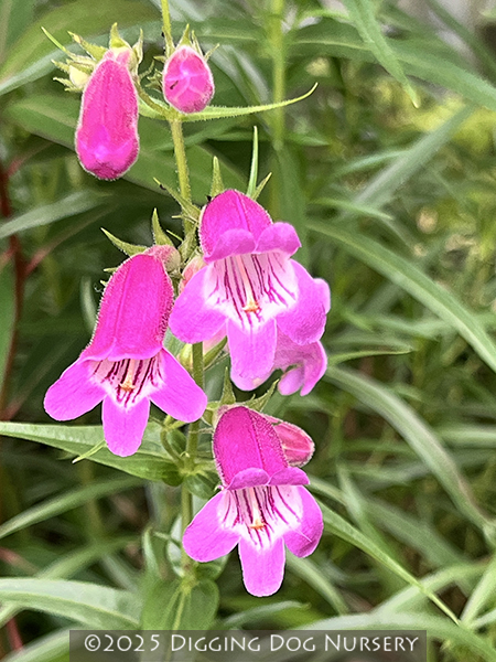 Penstemon &lsquo;Gilchrist&rsquo;