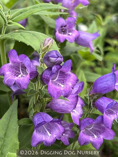 Penstemon sp. ‘Hidalgo’