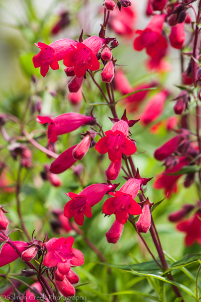 Penstemon x mexicali &lsquo;Sunburst Ruby&rsquo;