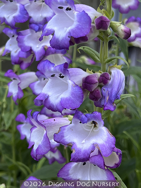 Penstemon &lsquo;Violet Kissed&rsquo;