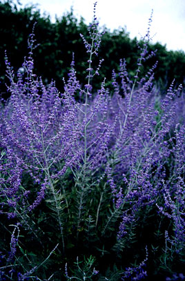 Perovskia atriplicifolia &lsquo;Blue Steel&rsquo;