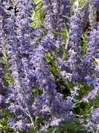 Perovskia atriplicifolia &lsquo;Lacey Blue&rsquo;