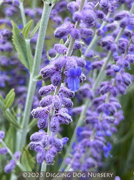 Perovskia atriplicifolia &lsquo;Little Spire&rsquo;