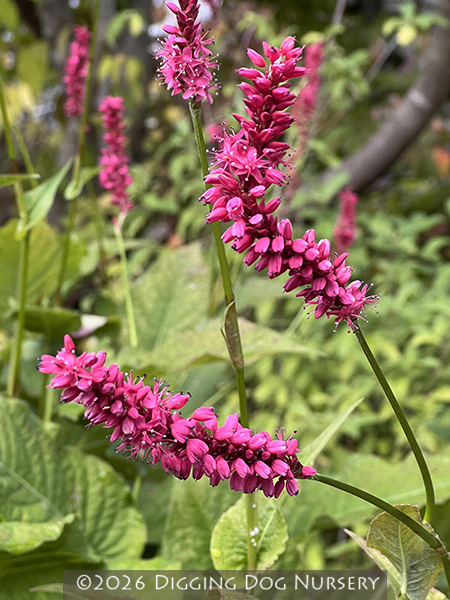 Persicaria amplexicaulis ‘Atrosanguinea’