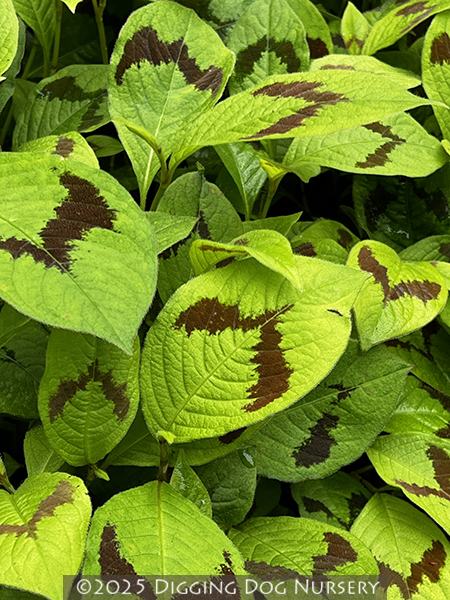 Persicaria filiformis &lsquo;Lance Corporal&rsquo;