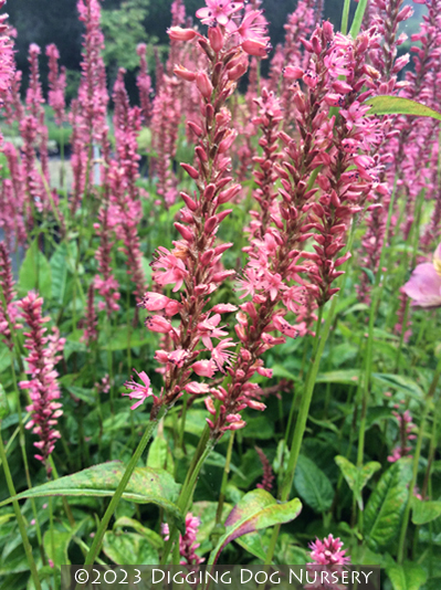Persicaria amplexicaulis &lsquo;Orange Field&rsquo;