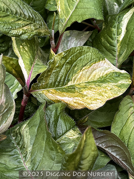 Persicaria virginiana &lsquo;Painter�s Palette&rsquo;