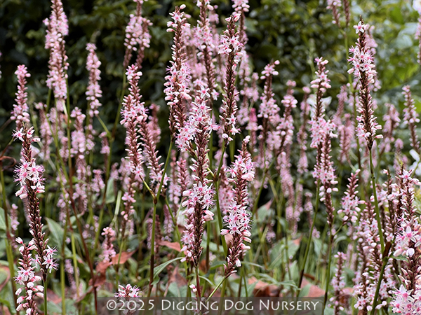Persicaria amplexicaulis &lsquo;Rosea&rsquo;