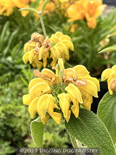 Phlomis ‘Edward Bowles’