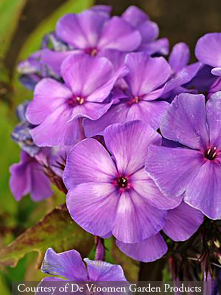 Phlox paniculata ‘Blue Paradise’